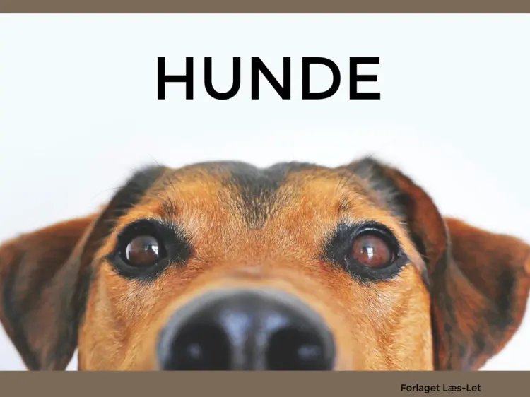 Hunde af Hanne Guldberg Mikkelsen