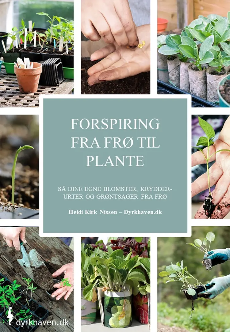 Forspiring fra frø til plante af Heidi Kirk Nissen