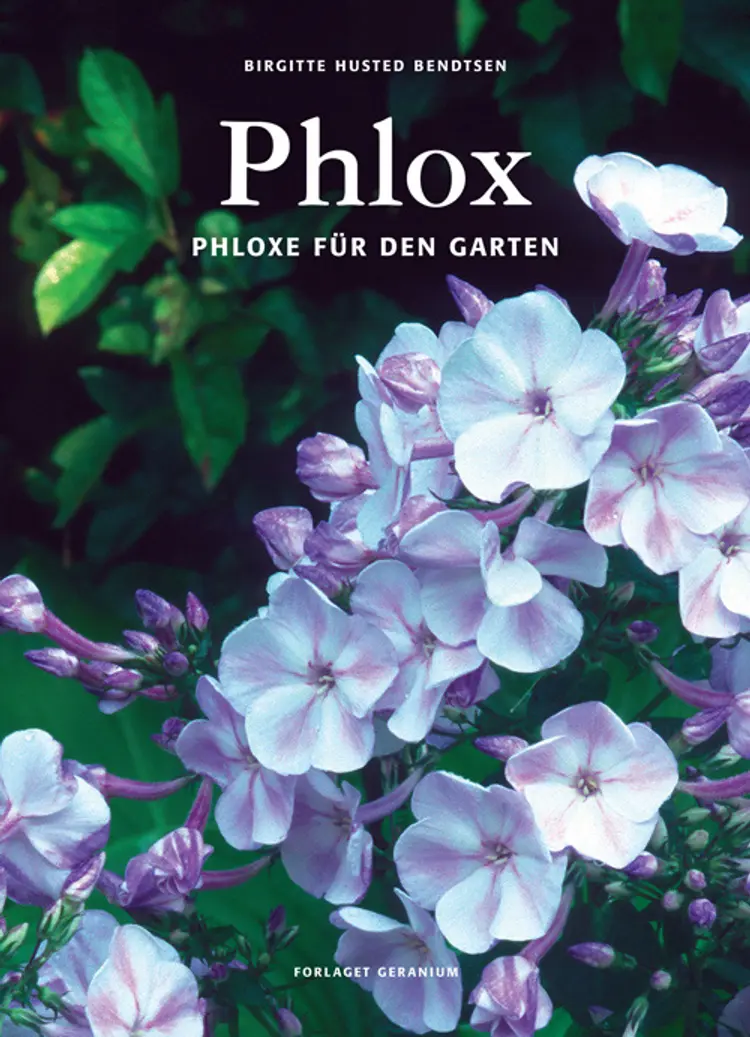 Phlox af Birgitte Husted Bendtsen