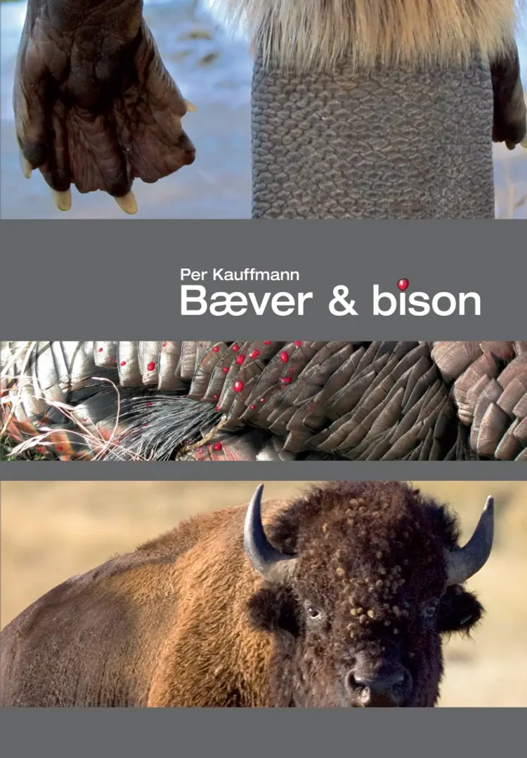 Bæver & bison af Per Kauffmann