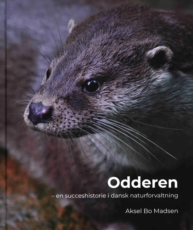 Odderen af Aksel Bo Madsen