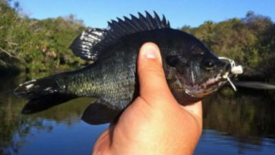 Bluegill fly fishing