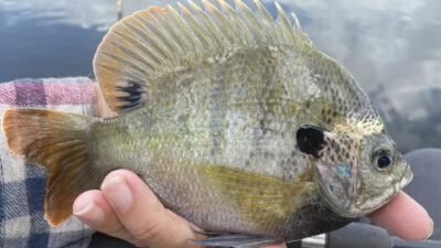 Flyrodding for panfish in North Alabama 