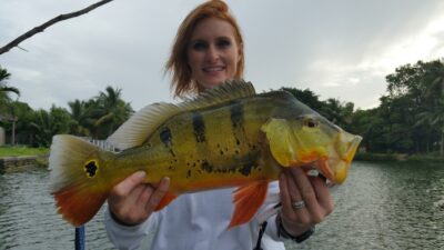 Six Pound Peacock At the Blue Lagoon