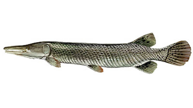 Florida Gar  Guide To #1 Native Airbreathing Fish In Fla