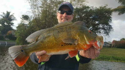 Airport Lakes Peacock Bass Fishing