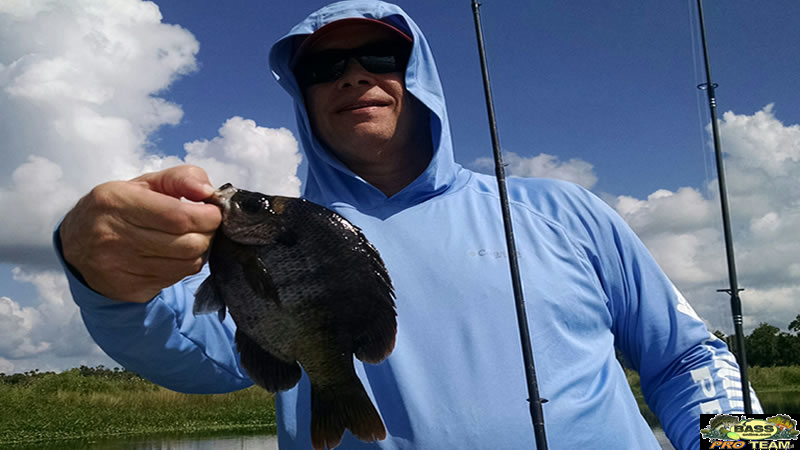 Bass Tactics for Big Bluegills