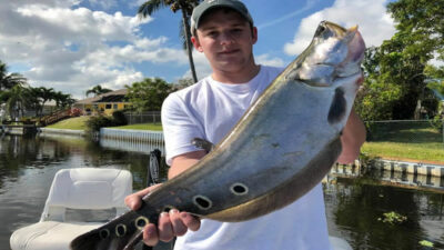 Also Fishing Clown Knife fish with our Vast Network