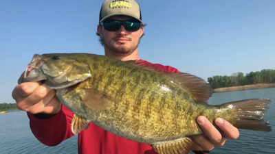 Smallmouth Bass brown bass fish species