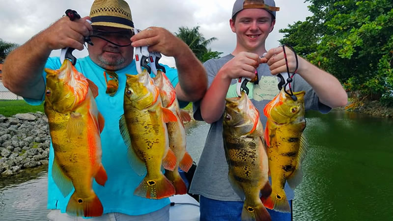 Peacock Bass fishing in Miami🎣 DM To Book a Trip🤙#peacockbass # largemouthbass #fishingguide #video #fishing #bigfish #fish #bassfis