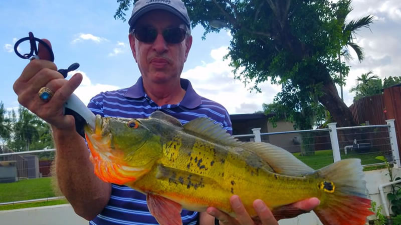 Peacock Bass fishing in Miami🎣 DM To Book a Trip🤙#peacockbass # largemouthbass #fishingguide #video #fishing #bigfish #fish #bassfis