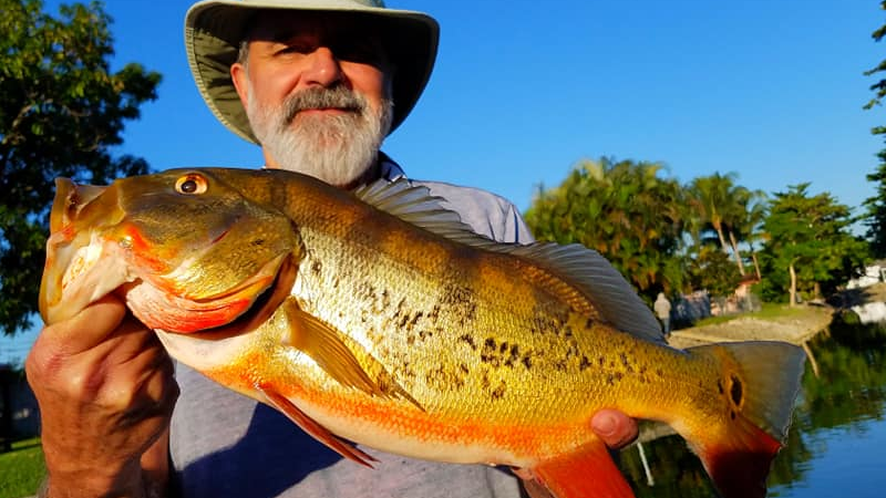 Peacock Bass fishing in Miami🎣 DM To Book a Trip🤙#peacockbass  #largemouthbass #fishingguide #video #fishing #bigfish #fish #bassfis