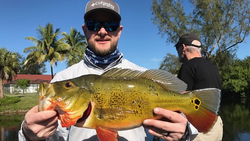 Peacock Bass and Gar on Poppers/Shiners - Florida Canal Fishing