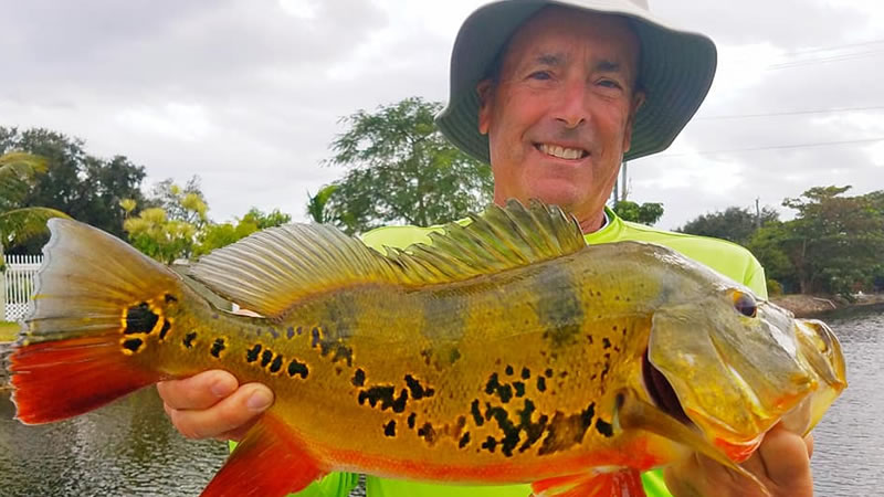 Peacock Bass Fishing, Peacock Bass And Exotics Fishing Charters