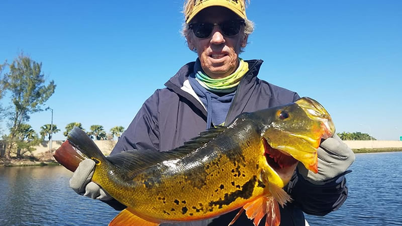 Peacock Bass fishing before hurricane Idalia hits Florida