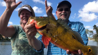 Giant Spring Peacock Bass Fishing In South Florida