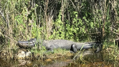 Everglades Holiday Park Alligator