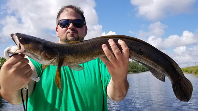 snakehead fish