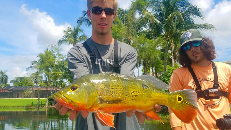 Go Pro Bass Fishing for Exotic Peacock Bass in Miami Florida