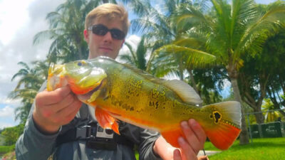Explore Peacock Bass Fishing: Land the Colorful Giants in Florida