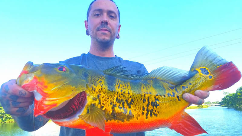 This is the first time I catch a peacock bass with parasites in its mouth.  I caught it on the 3 inch assassin rigged up on the belly weig