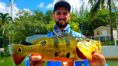 Tamiami Canal - Airport Lakes Peacock Bass Fishing In Miami