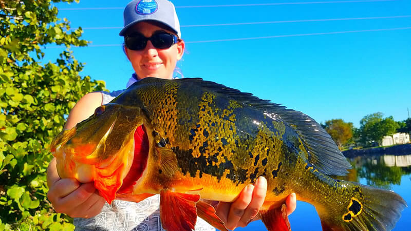 Fishing URBAN Florida CANALS For GIANT Peacock Bass!! 