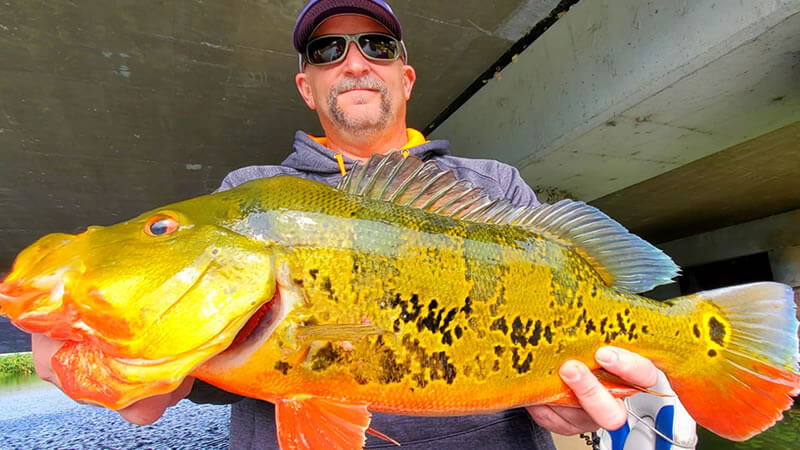 Peacock Bass fishing before hurricane Idalia hits Florida