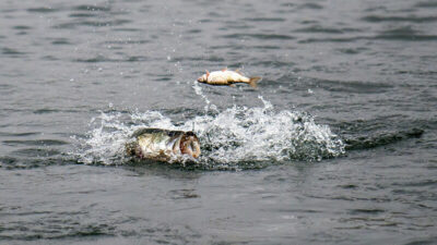 Livebait-shiner-fishing