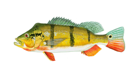 Unleash The Beauty Of Peacock Bass: Learn How To Catch Now!