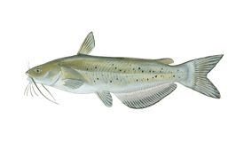 Channel Catfish - channel cats - channel catfish tail fin