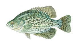 Crappie in Feather River of California Delta