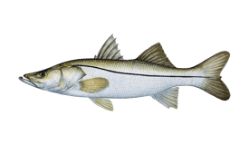 Common Snook – Discover Fishes