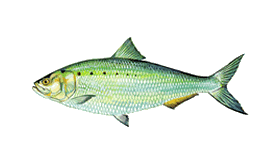 american shad fishing