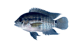 Black acara cichlasoma bimaculatum