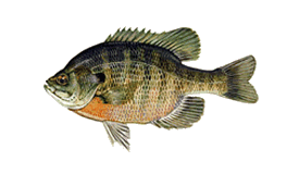 Bluegill - Clermont Chain of Lakes