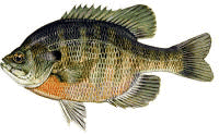 Bluegill