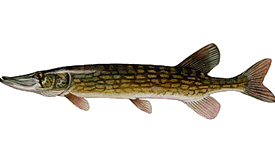 Northern pike - Connecticut river