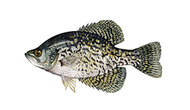 Crappie or Speck