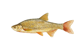 Diamond Hair Minnow - Golden Shiner