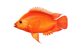Tyggegummi Rendezvous mens Midas Cichlid Fish | #1 Guide To NON-Native Midas Cichlid