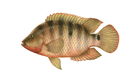 Mayan Cichlid