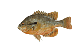 REDBREAST SUNFISH