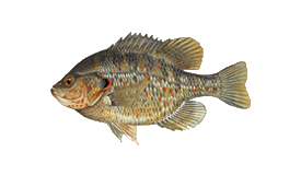 Redear Sunfish