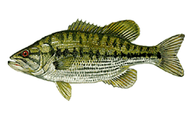 Spotted Bass Fish caught using artificial bait
