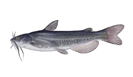 WHITE CATFISH