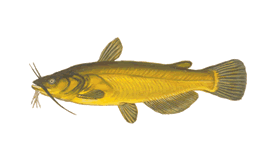 Yellow Bullhead