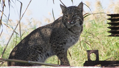 佛罗里达野生动物山猫