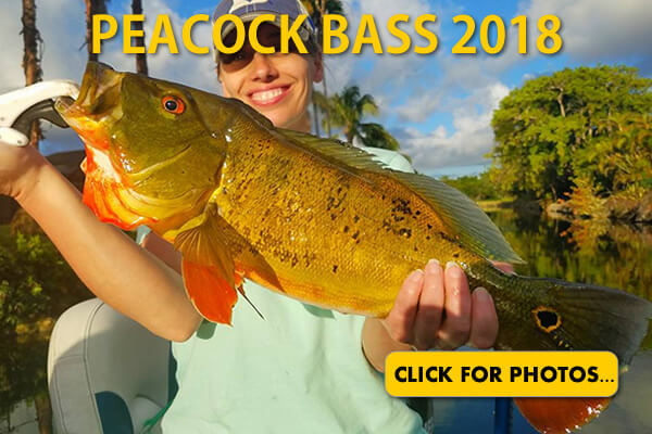 2018 Peacock Bass Pictures