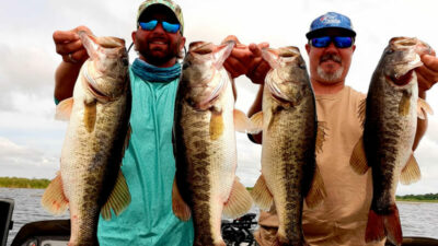 Spotted bass caught in Lake Berryessa, The spotted bass is similar to largemouth bass and a fierce fighter